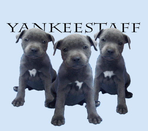 yankeestaff staffordshire bull terriers